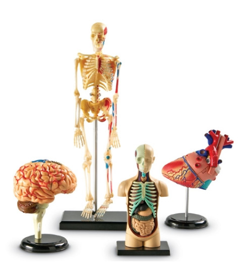 Anatomi sæt 