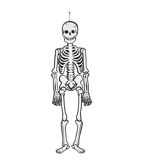 Skelet 5 stk.