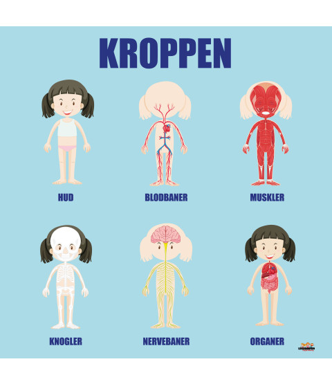 Læringstavle - Kroppen