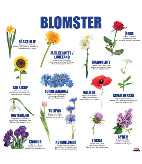 Læringstavle - Blomster