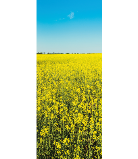 Dørfolie - Rapsmark