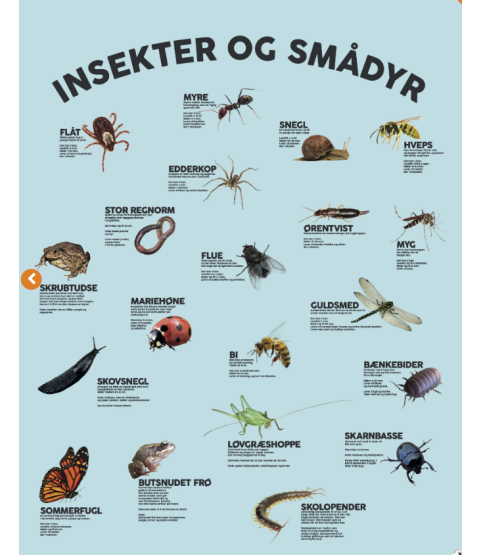 Støjdæmpende skærmvæg - Insekter og smådyr
