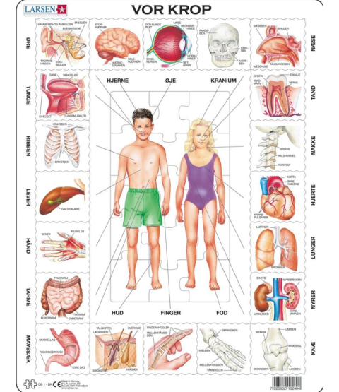 Puslespil, Vores krop, 35 brikker
