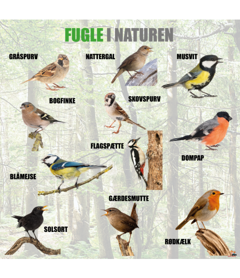 Læringstavle - Fugle i naturen