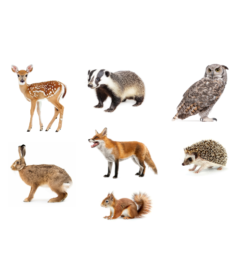 Skovens dyr - 7 stk. konturskåret