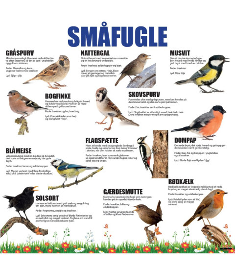 Læringstavle - småfugle