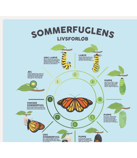 Læringsmåtte - Sommerfuglens livsforløb